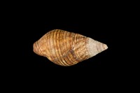 藏品(褐線峨螺)的圖片